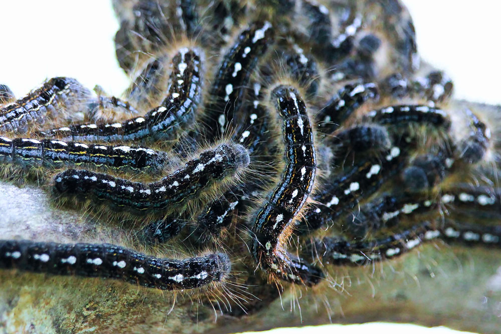 Forest Tent Caterpillar Malacosma disstria New York Plants HQ