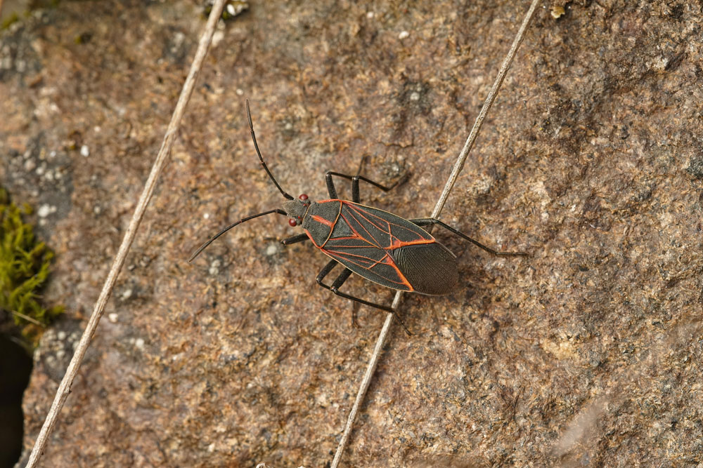 Western Boxelder Bug - Boisea Rubrolineata - New York Plants Hq