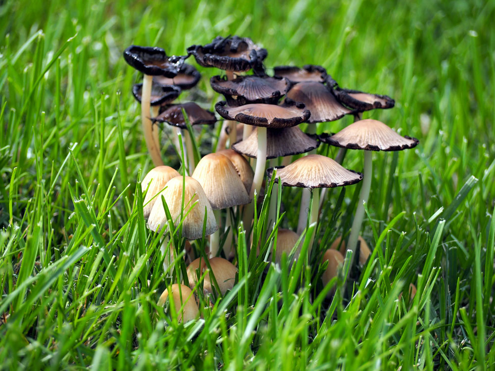 Mushroom New York Plants HQ