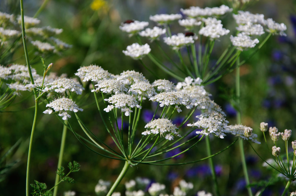 Anthriscus sylvestris - Cow Parsley - Queen Anne's Lace - New York ...