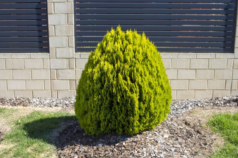 Thuja orientalis 'Aurea Nana' - Biota orientalis - Platycladus ...