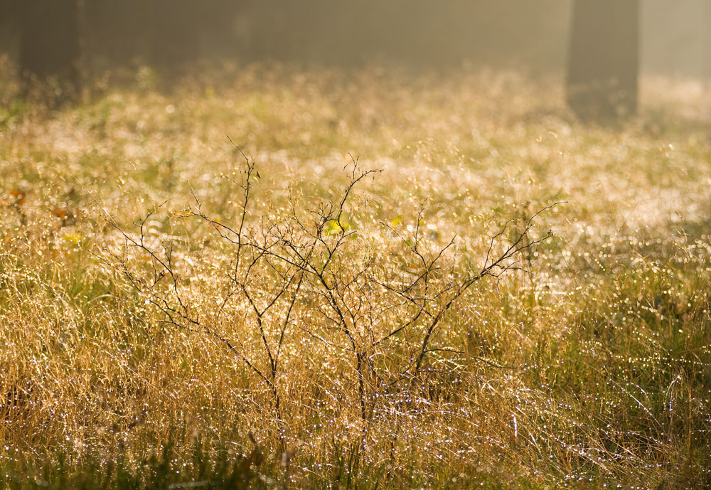 Deschampsia flexuosa - Aira flexuosa - Wavy Hair Grass - Crinkled Hair ...