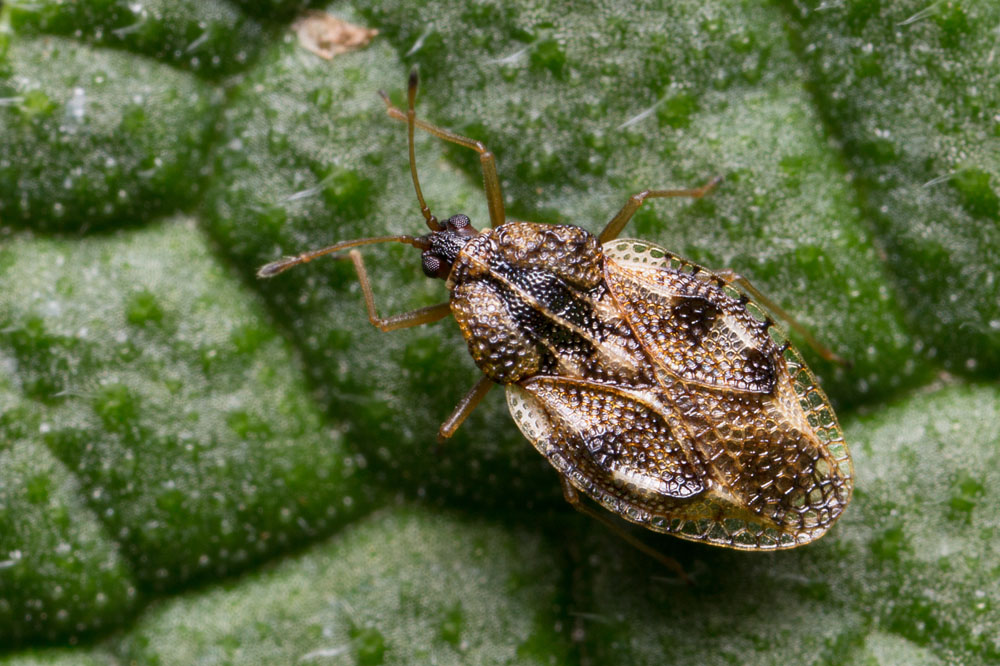 Lace Bugs - New York Plants HQ