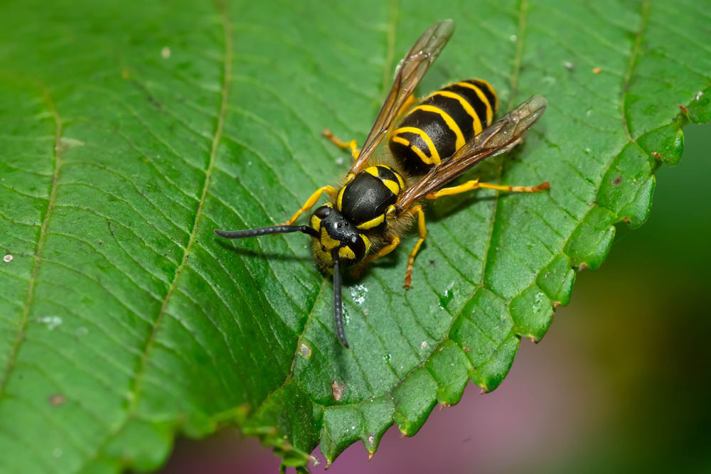 yellow-jackets-vespula-spp-new-york-plants-hq