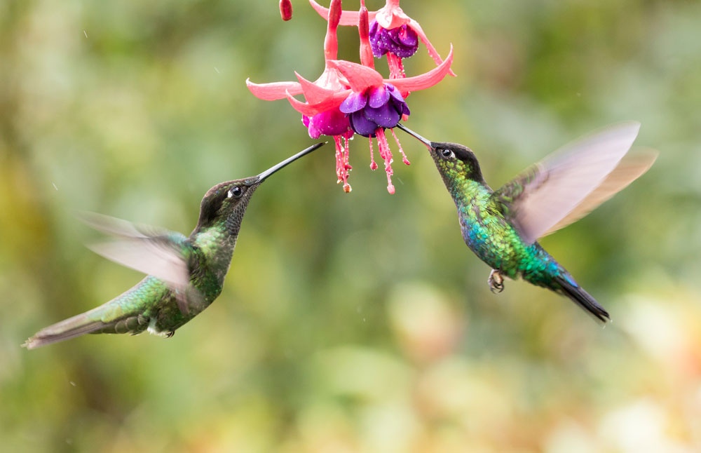 Plants that Attracts Hummingbirds