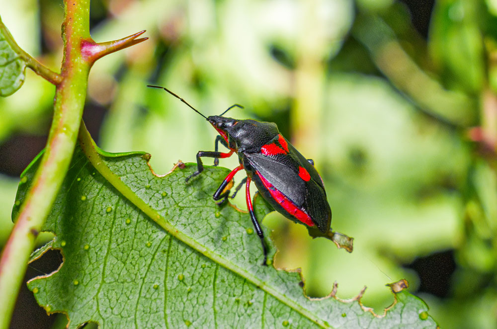 Florida Predatory Stink Bug - Pentatomidae family - New York Plants HQ