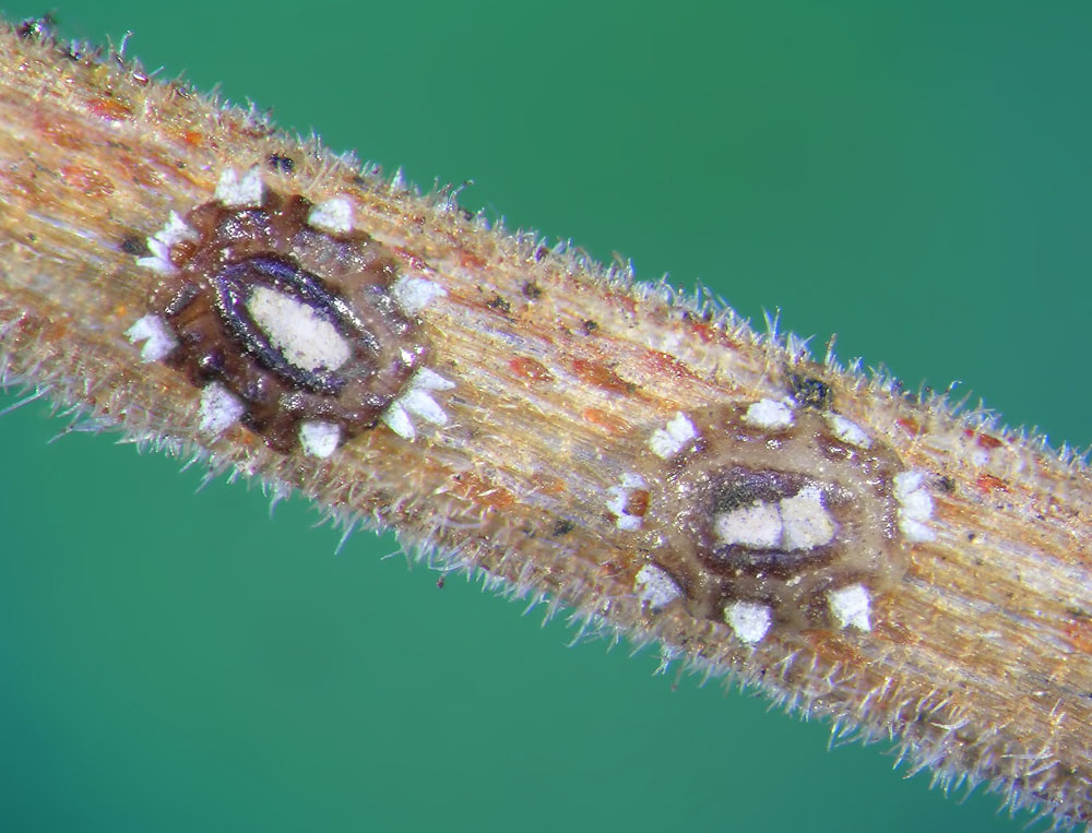 Florida Wax Scale Cerosplastes floridensis New York Plants HQ