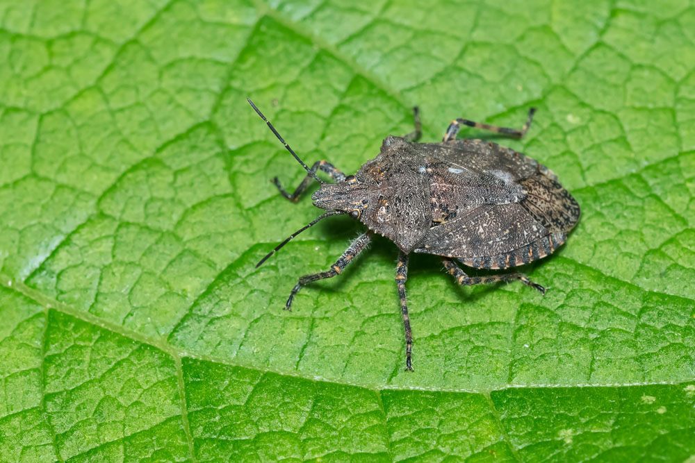 Rough Stink Bug Brochymena quadripustulata Brochymena pustule New York Plants HQ