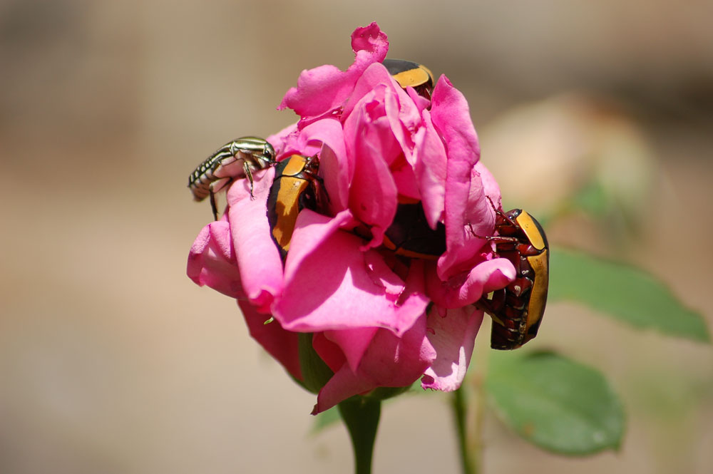 Beetles on Roses New York Plants HQ