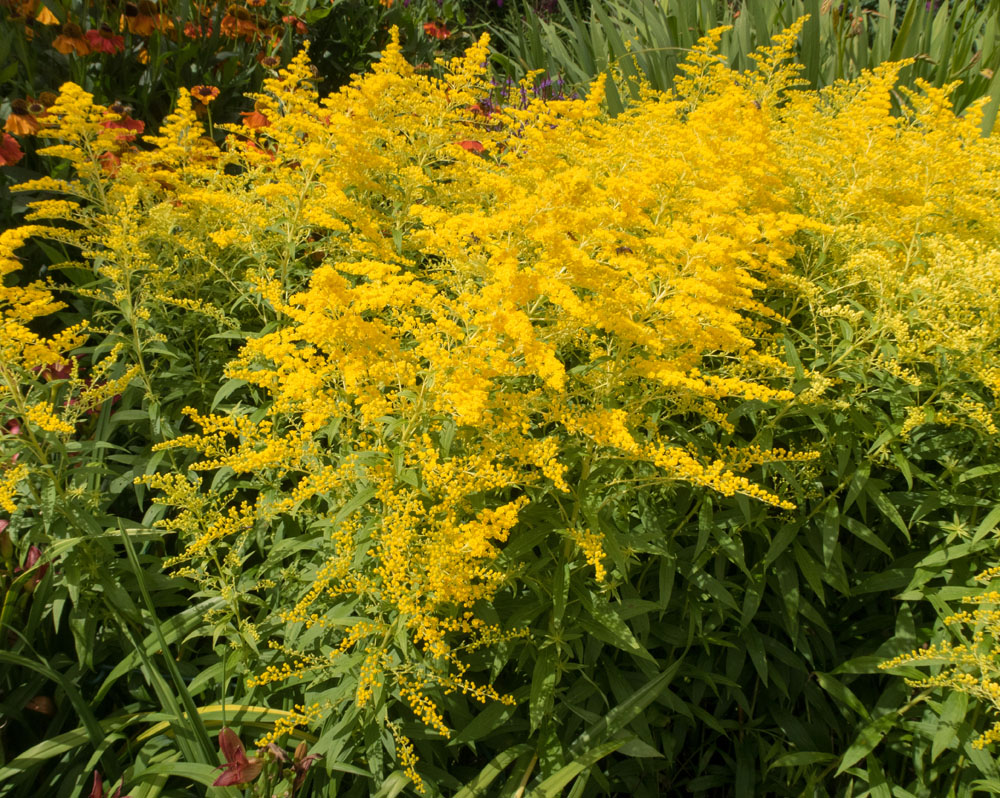 Solidago 'Goldenmosa' - Goldenrod - New York Plants HQ