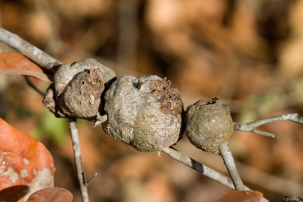 Gouty Oak Gall - Callirhtis quercuspunctata - New York Plants HQ