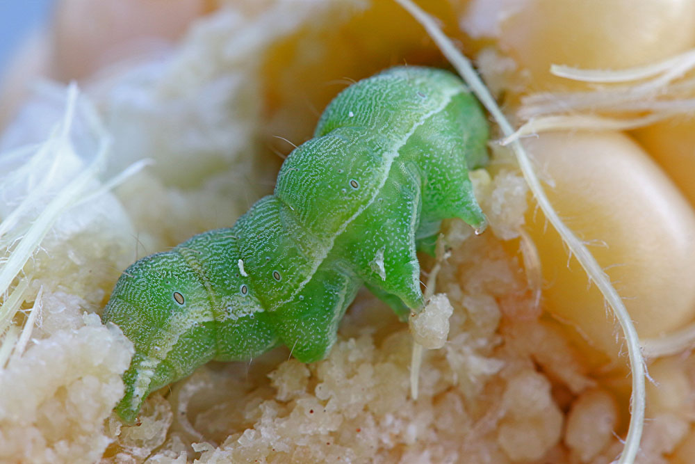 Corn Earworm Tomato Fruitworm Cotton Bollworm Helicoverpa zea