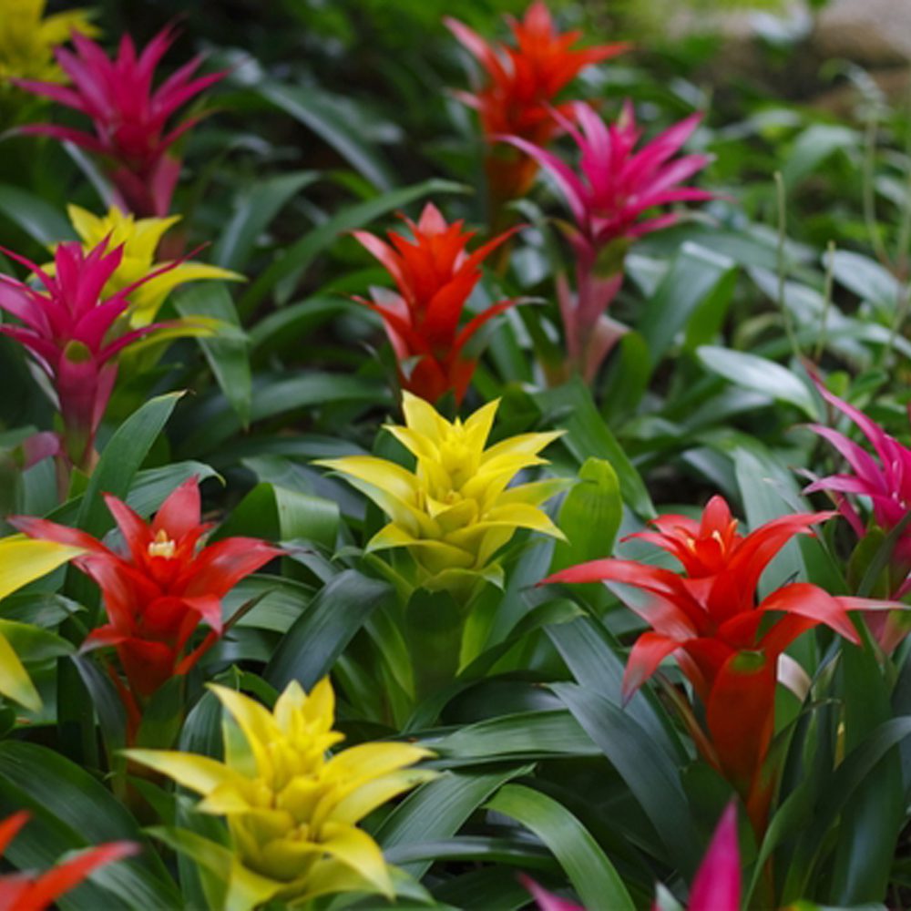 Guzmania Assorted - New York Plants HQ