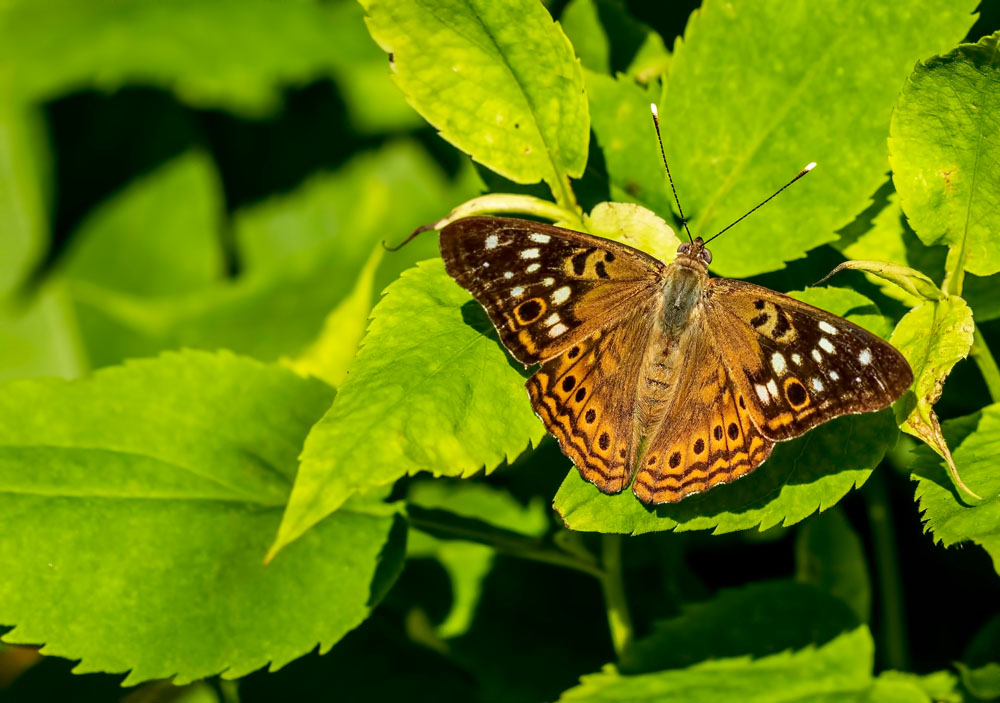 Hackberry Butterfly Asterocampa celtis New York Plants HQ