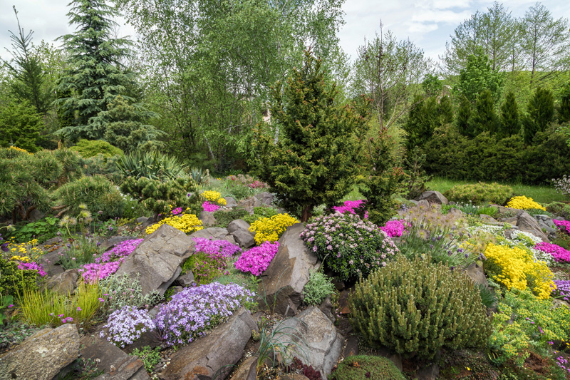 Introduction of rock plants - New York Plants HQ