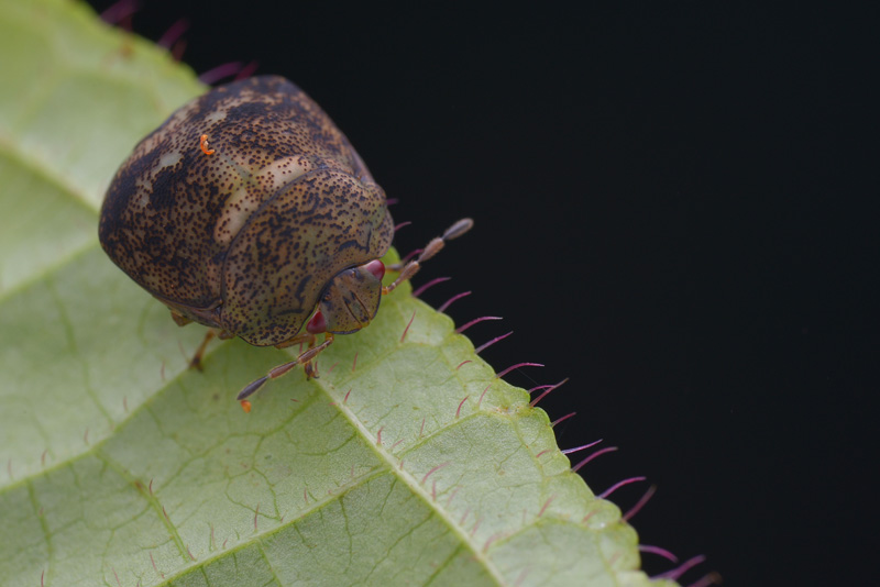 Plataspid - Kudzu Bug - Globular Stink Bug - Leblab Bug - Megacopta ...