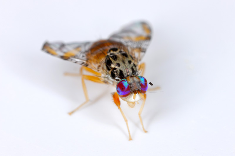 Mediterranean Fruit Fly - Ceratitis capitata - New York Plants HQ