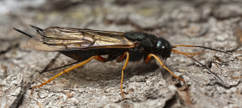 Sirex Woodwasp - Sirex noctilio - New York Plants HQ