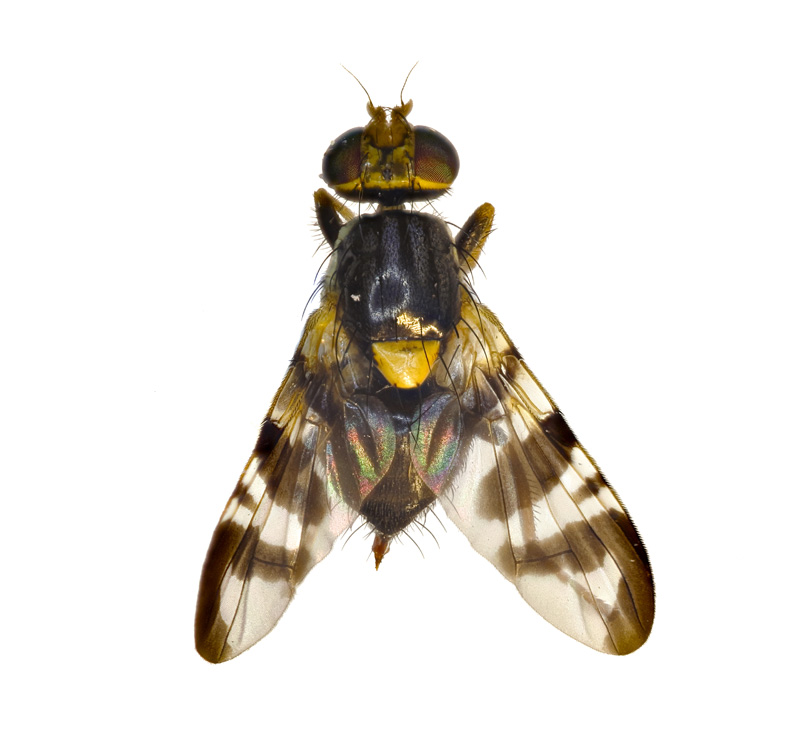 European Cherry Fruit Fly - Rhagoletis cerasi - New York Plants HQ