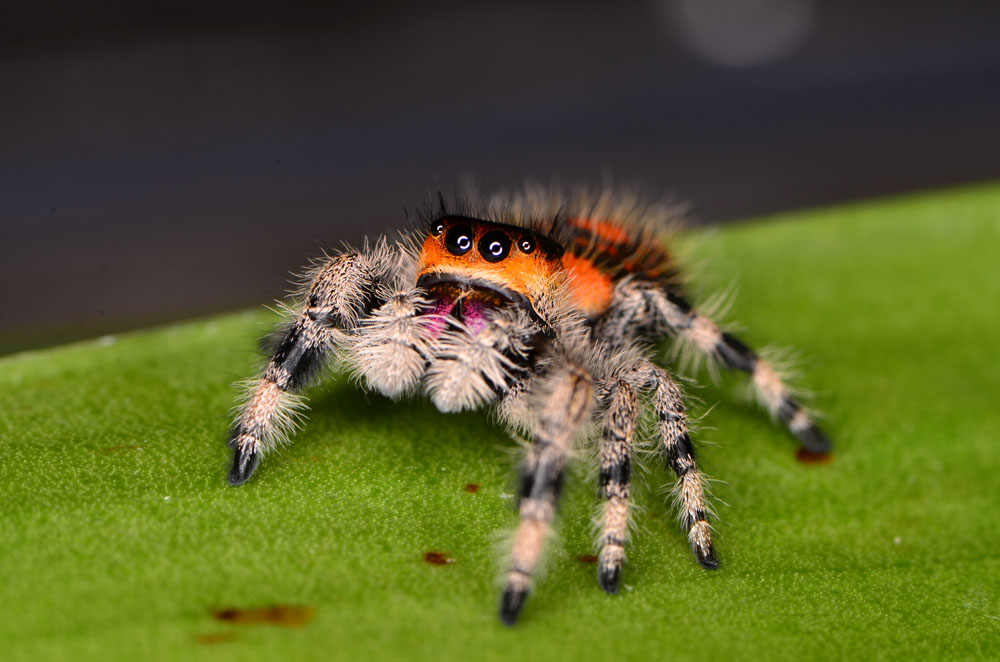 yellow jumping spider new york