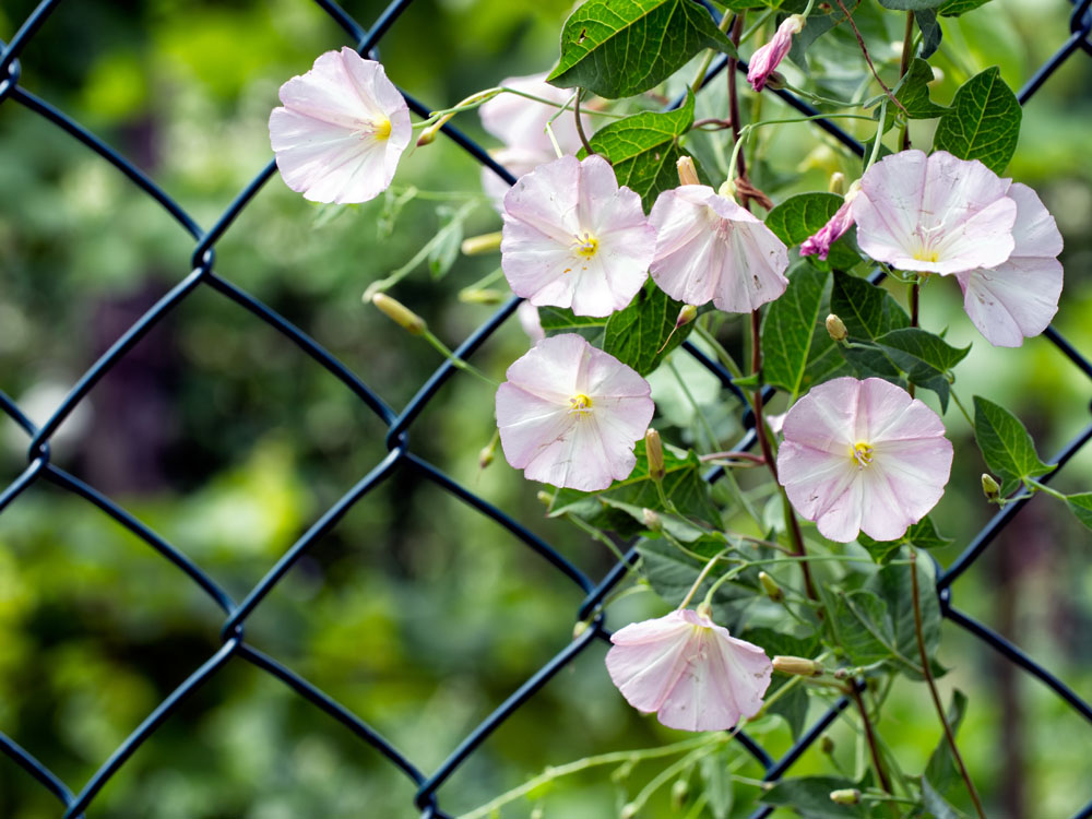 Field bindweed New York Plants HQ