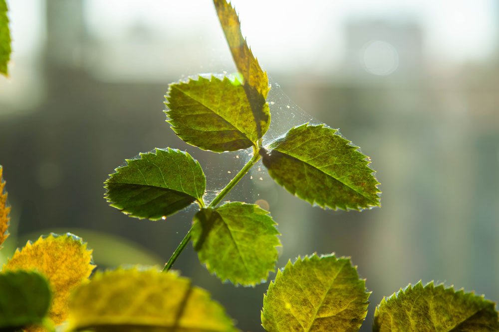 Spider Mites On Roses - New York Plants HQ