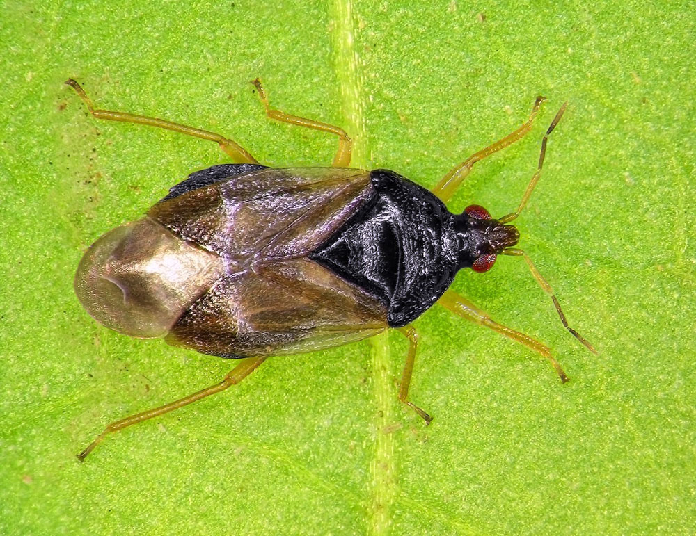 Minute Pirate Bugs Anthocoridae New York Plants HQ