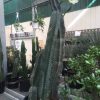 Cerus peruvianus - Peruvian Apple cactus - - Image 2