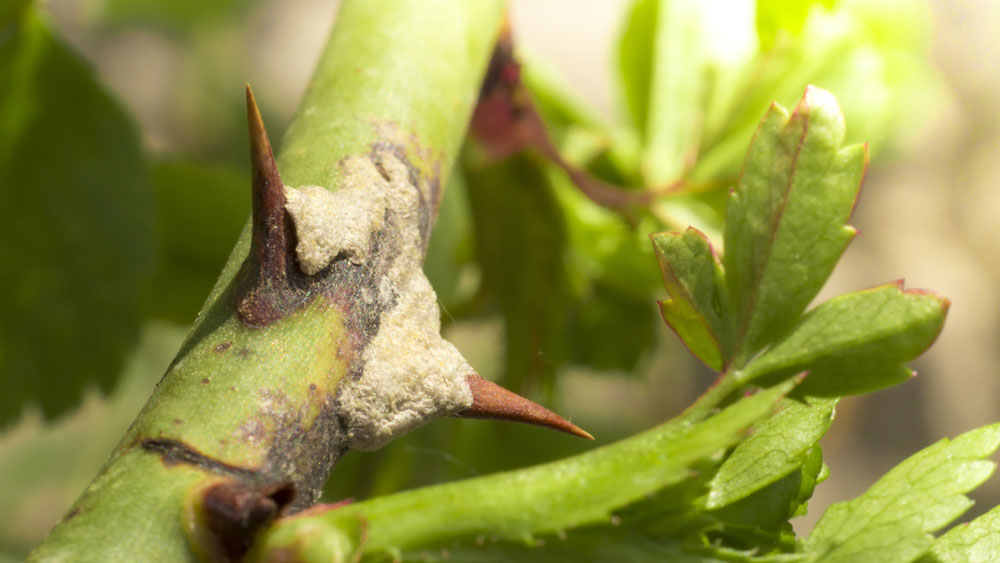 Powdery Mildew on Roses New York Plants HQ