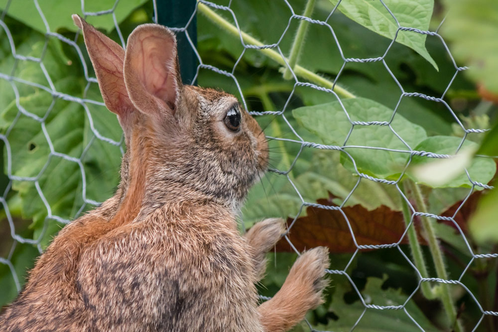 Rabbit-resistant Plants