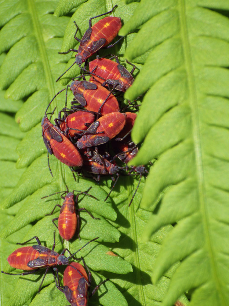 Goldenrain Tree Bug Jadera haematolomoa New York Plants HQ