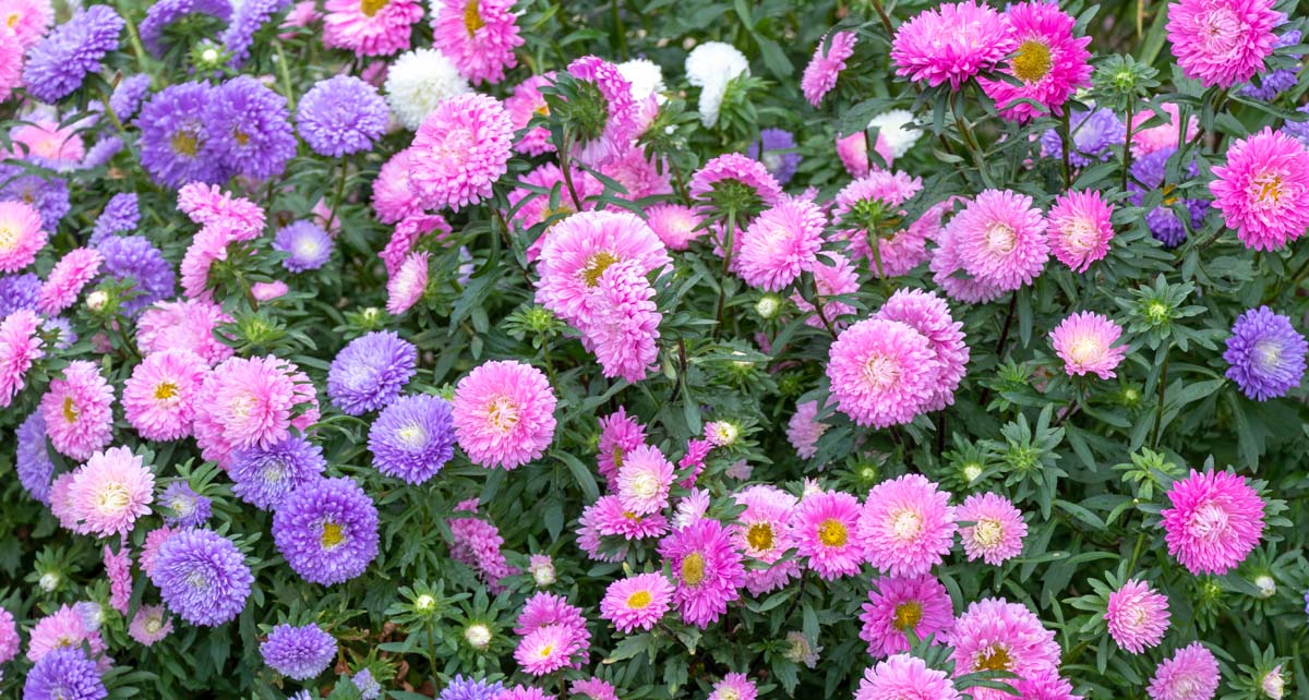 Callistephus Thousand Wonder Series - China Aster Thousand Wonder ...