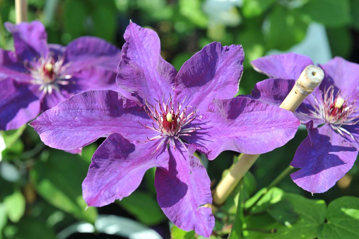 Clematis The President Atragene Old Man s Beard Traveler s Joy 