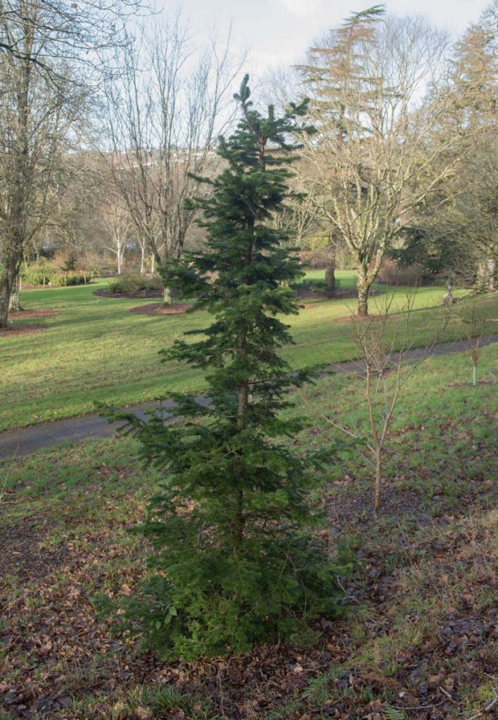 Abies sachalinensis - New York Plants HQ