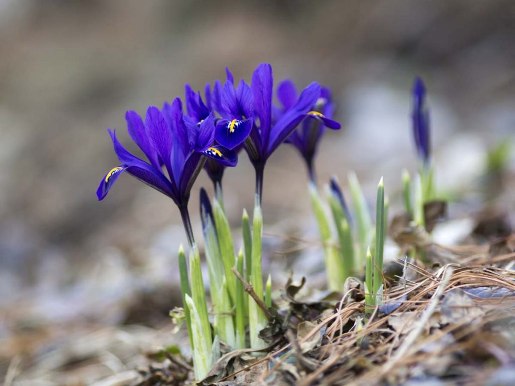 Iris histrioides - Iris 'Major' - New York Plants HQ