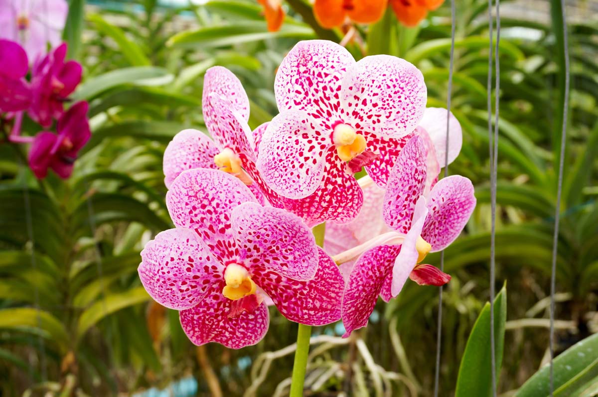 Ascocenda Orchid - Miniature Vanda Orchid - New York Plants HQ