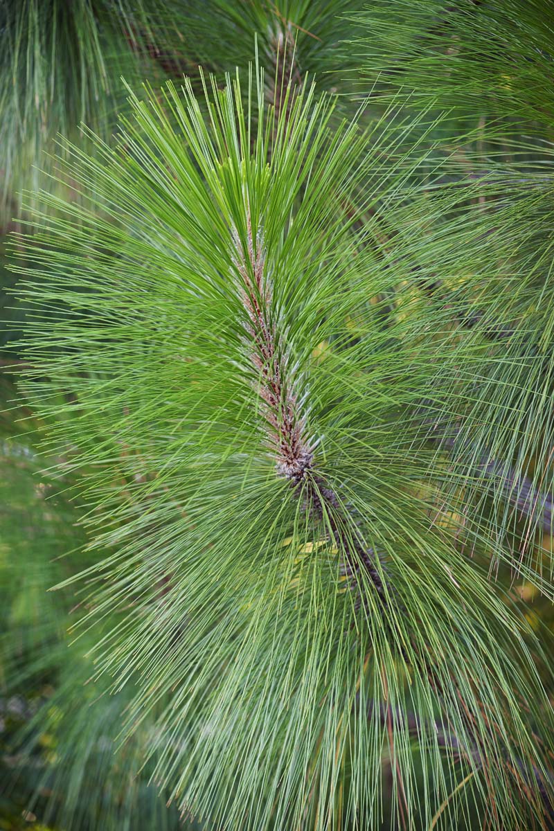 Pinus Palustris Pitch Pine Southern Yellow Pine Long Leaf Pine