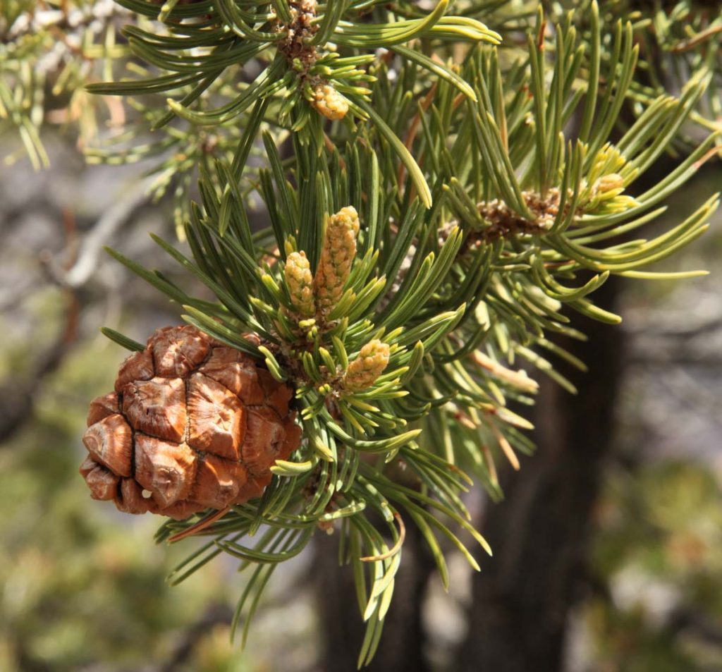 Pinus Edulis - Pinyon Pine - Nut Pine - Rocky Mountain Pinon - Pine 