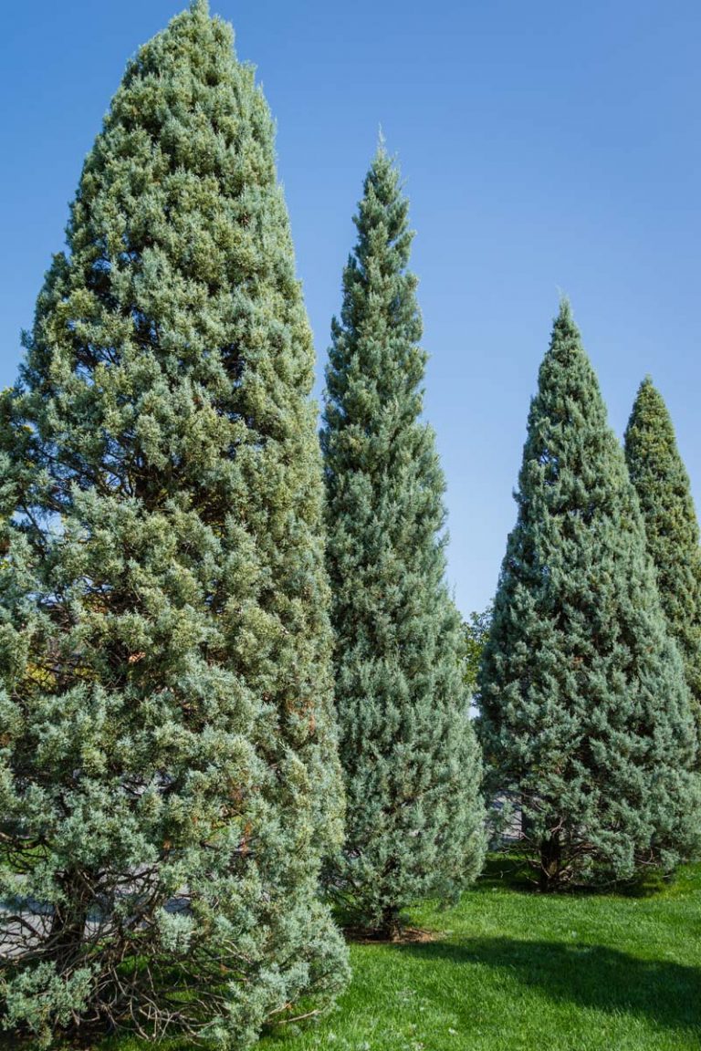Cupressus arizonica Arizona Cypress Roughbarked Arizona Cypress Cypress New York Plants HQ