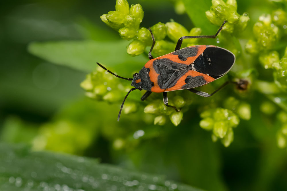 Small Milkweed Bug - Lygaeus kalmii - New York Plants HQ