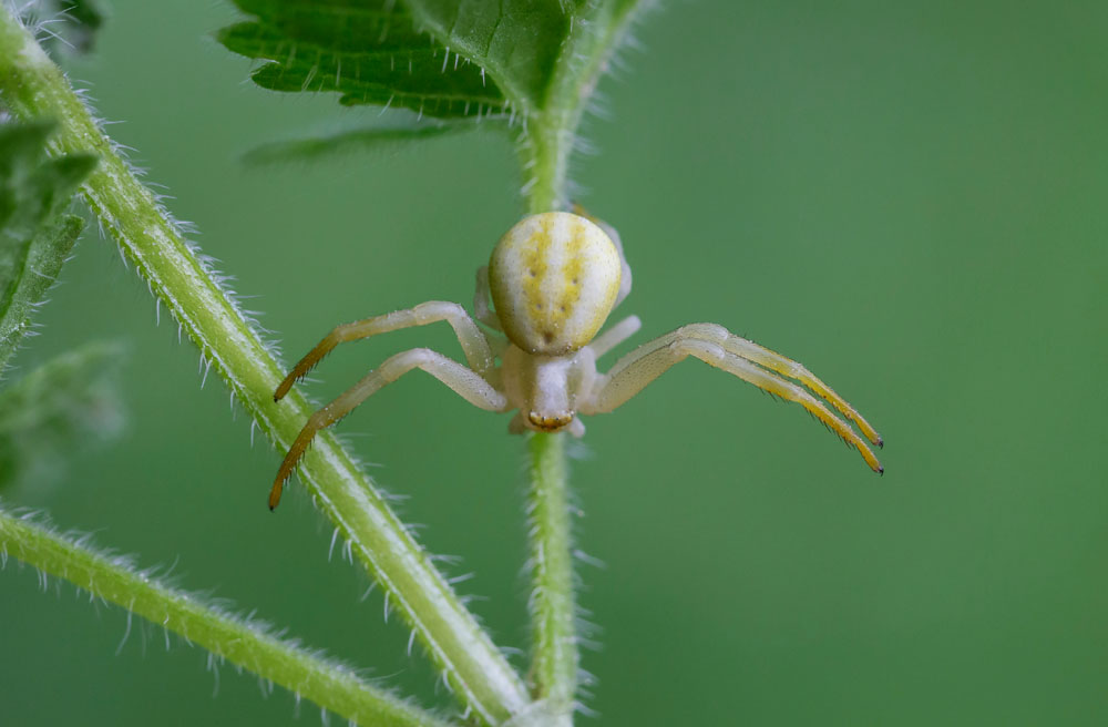 Crab Spiders Thomisidae New York Plants HQ