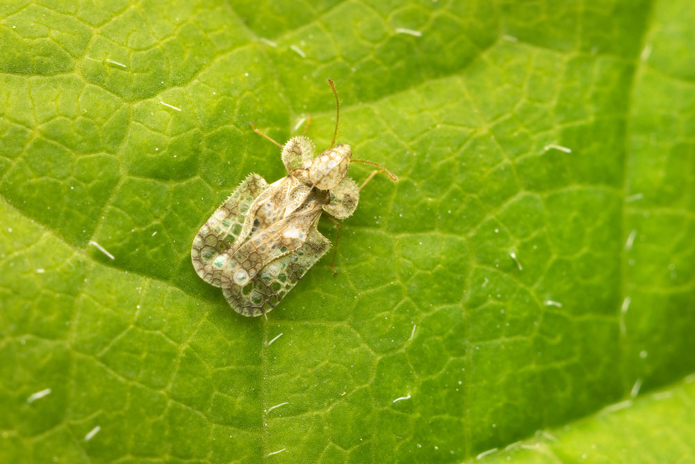 Chrysanthemum Lace Bug Corythuca marmorata New York Plants HQ