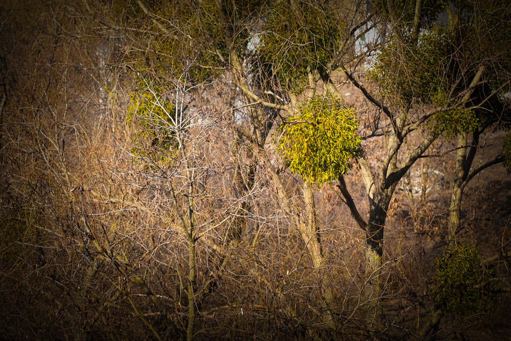 Dwarf Mistletoe New York Plants HQ