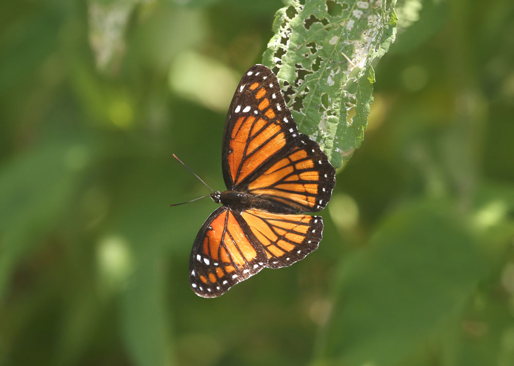 Viceroy - Limentis archippus - New York Plants HQ