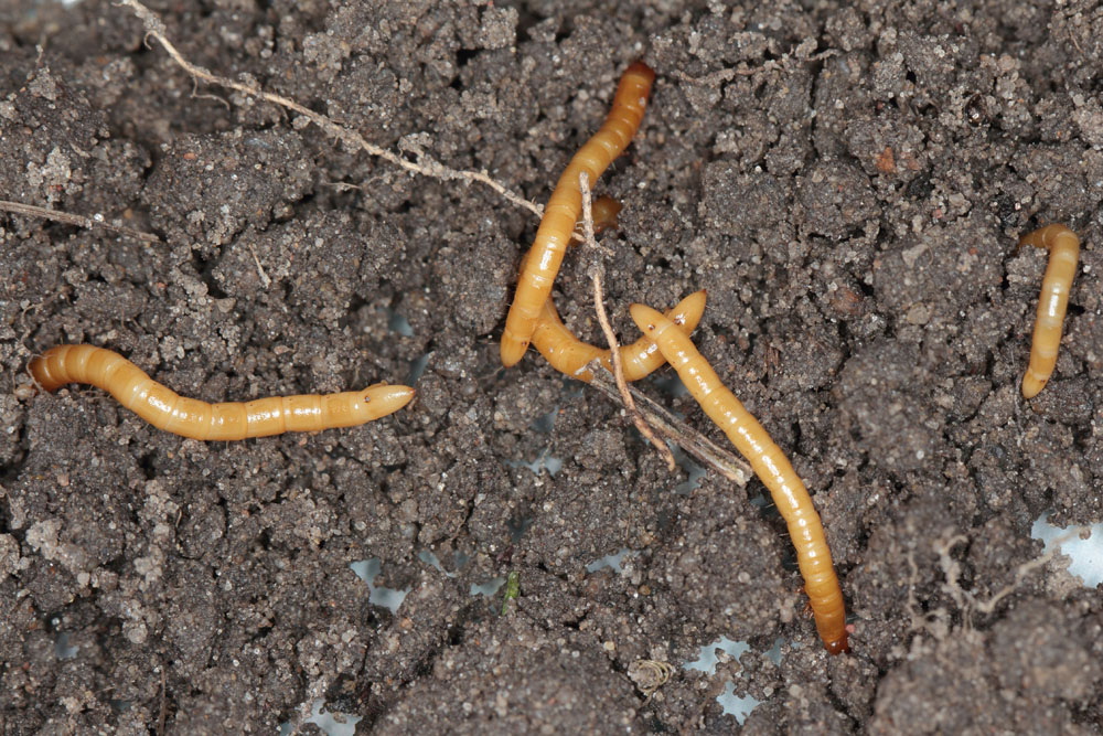 WireWorms - New York Plants HQ